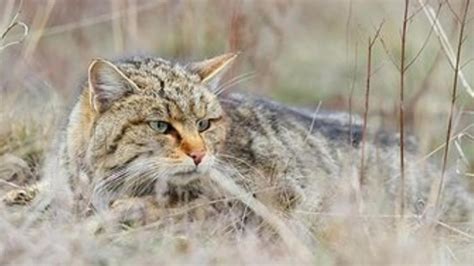 Localizan en la China fósiles de gatos de 5.300 años .